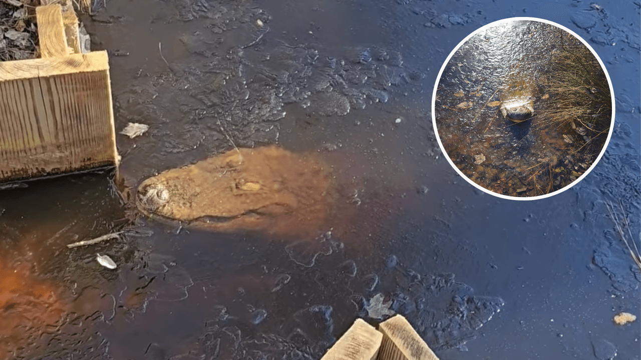 Congelados, pero no muertos: a qué se debe que los caimanes no mueran dentro de lagos helados