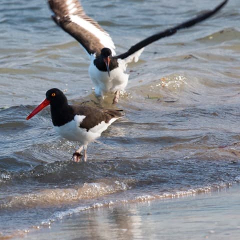 Restaurarán hábitats de aves migratorias en terrenos agrícolas abandonados