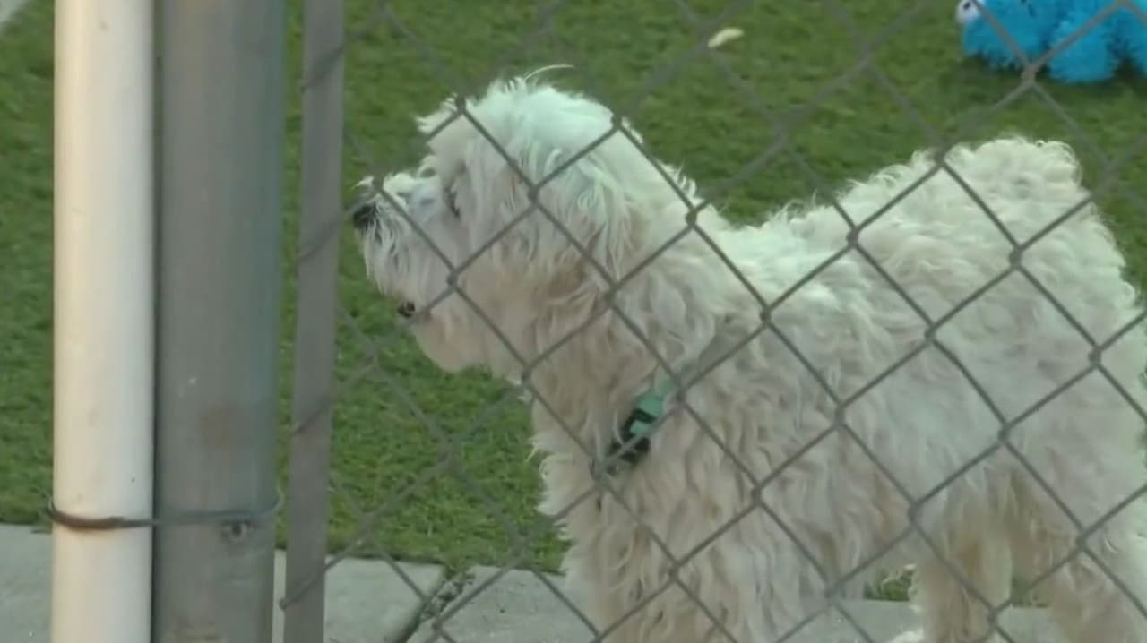 Víctimas invisibles: Refugios al borde del colapso por rescate de mascotas de inmigrantes deportados