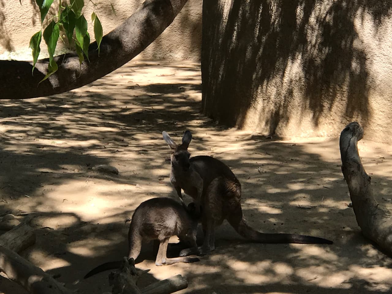 El Canguro Gris Occidental te enseñarán a desplazarte rápidamente con sus saltos. Según expertos pueden alcanzar una velocidad de 30 millas por hora con su peculiar forma de desplazarse.