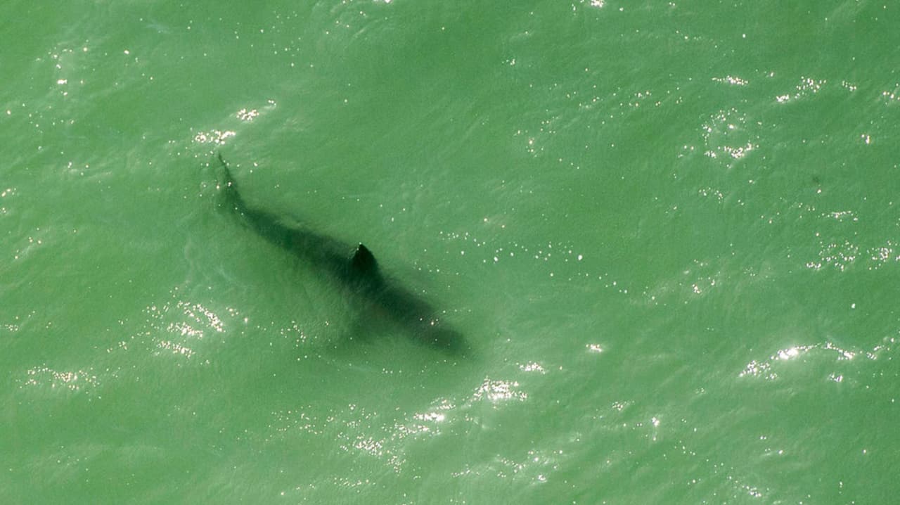 Rescatan a un adolescente que fue atacado por un tiburón en Galveston