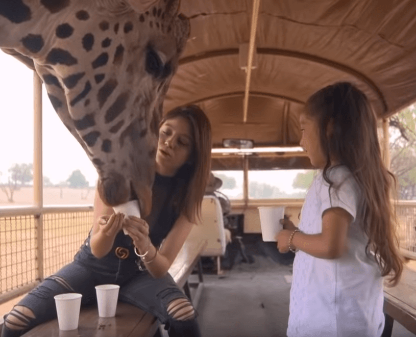 Fue entonces que llegó el momento de conocer y alimentar a la jirafa Luis Miguel. Karol se emocionó tanto con este encuentro que dijo: "Ya encontré a mi nuevo novio".