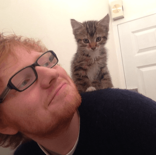 Ed Sheeran también es 'cat lover'.