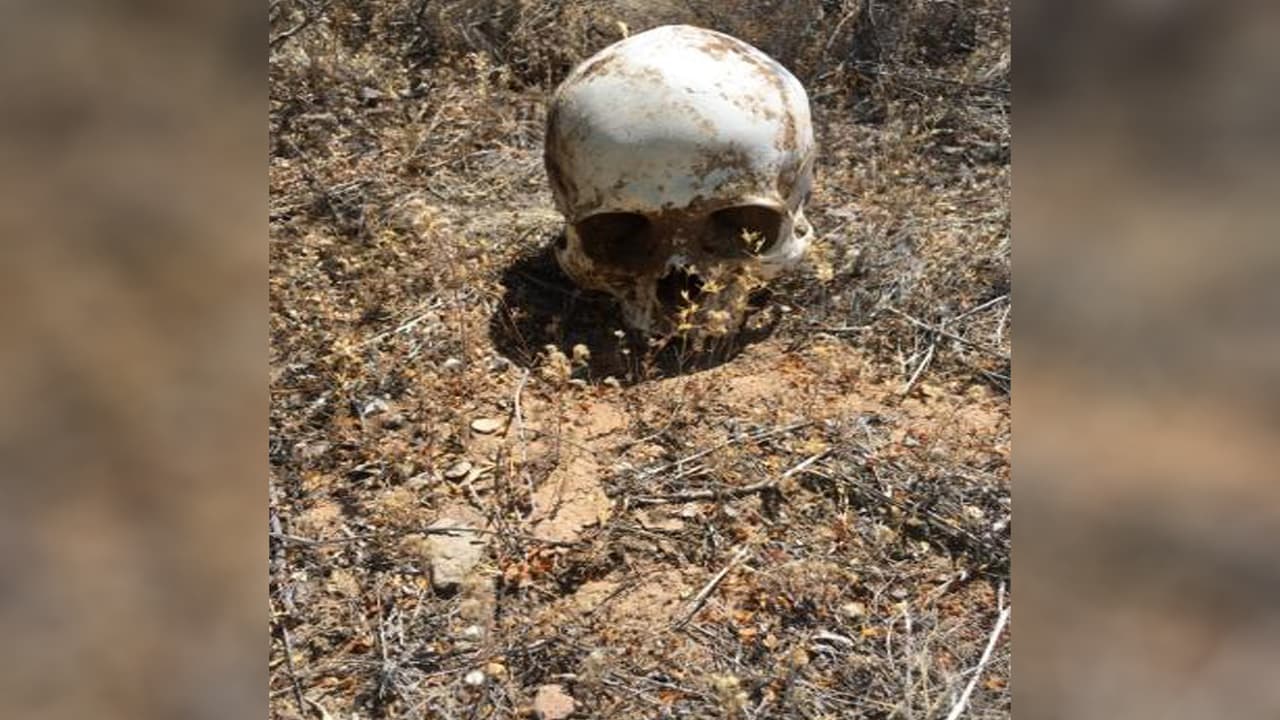 El cráneo estaba ubicado a 100 metros de los demás huesos.