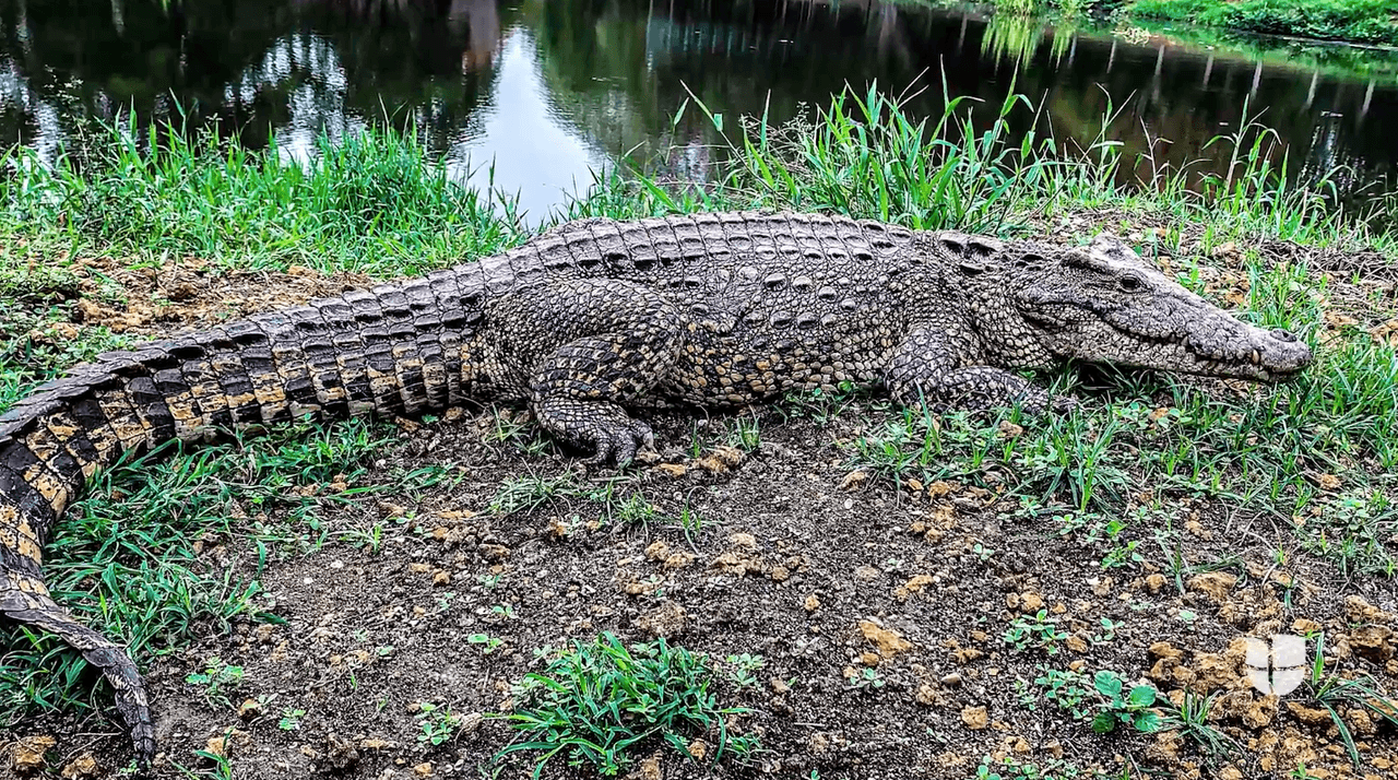 Se mata al chocar con un caimán de 11 pies de largo que se atravesó en la vía