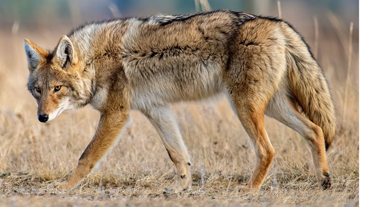 <h3 class="cms-H3-H3">Cómo proteger a los niños</h3>
<br>
<br>- 
<b>No los dejes jugar solos afuera:</b> Si hay coyotes cerca, los niños deben estar siempre acompañados por un adulto. 
<br>
<br>- 
<b>Enséñales qué hacer si ven un coyote:</b> Quedarse quietos, gritar fuerte, levantar los brazos para parecer más grandes y alejarse caminando hacia atrás. Nunca correr. 
<br>
<br>- 
<b>Evita parques o calles donde hayan visto coyotes: </b>Si sabes que hay avistamientos recientes en tu zona, cambia el lugar donde juegan o pasean.
<br>
<br>Recuerda, dejar comida afuera atrae coyotes y también mapaches, zorrillos y otros animales salvajes.