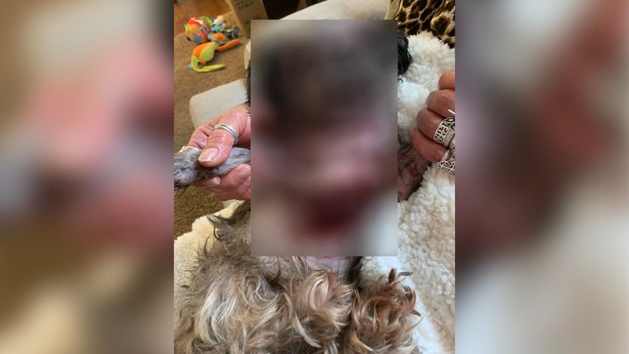 Gizmo estuvo una semana hospitalizado mientras los veterinarios trabajaban para recuperarlo. Sin embargo, al perro deberán extirparle sus dos ojos.