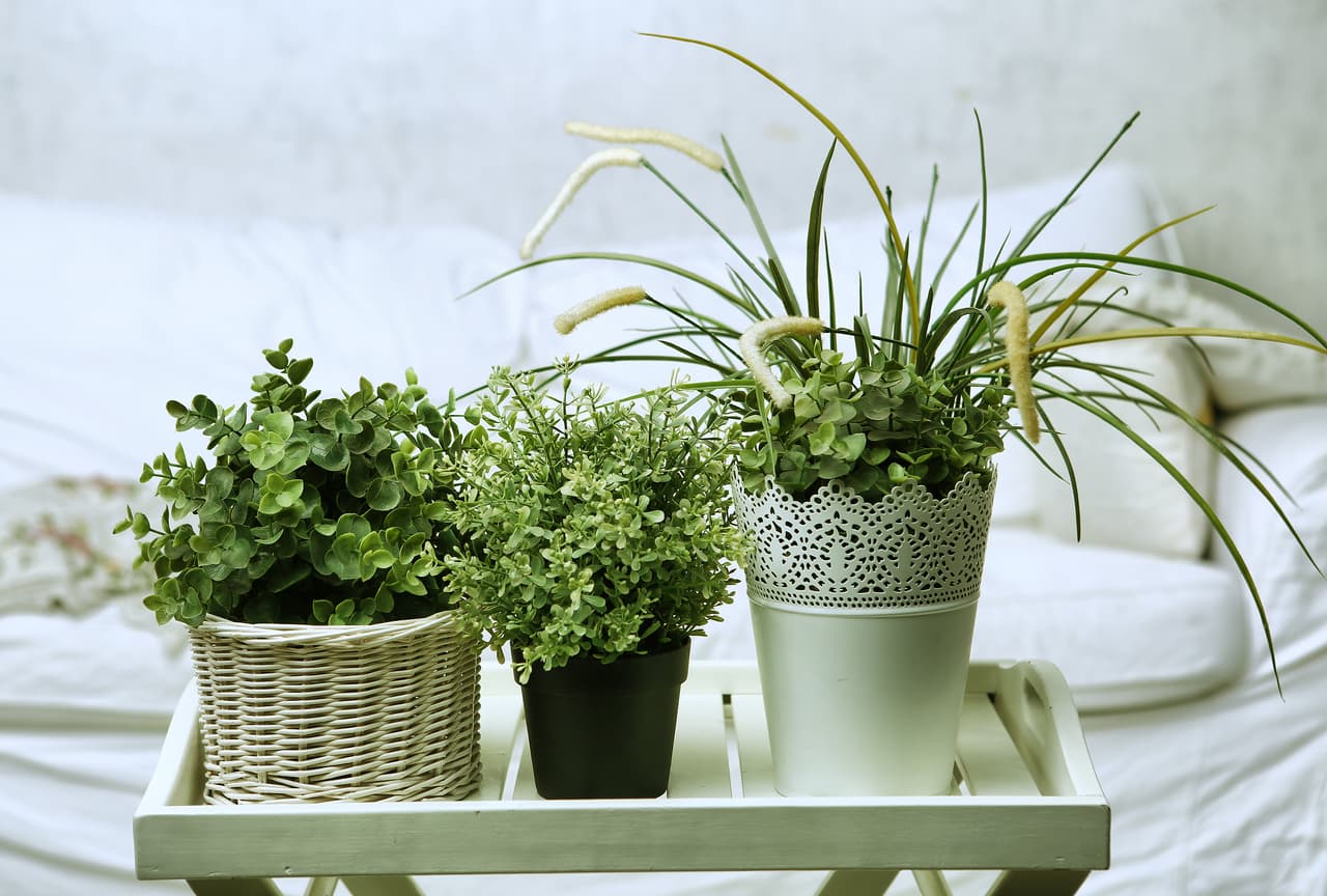 <b>Plantas:</b> El toque verde es una excelente idea para darle vida y frescura a tu hogar. Elige plantas de interior que además de bonitas sean resistentes.