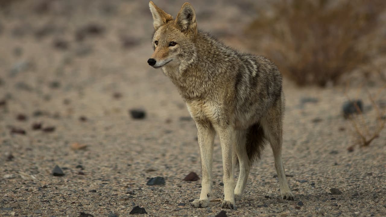Universidad Rice avisa a estudiantes sobre coyotes que estarían rondando el campus