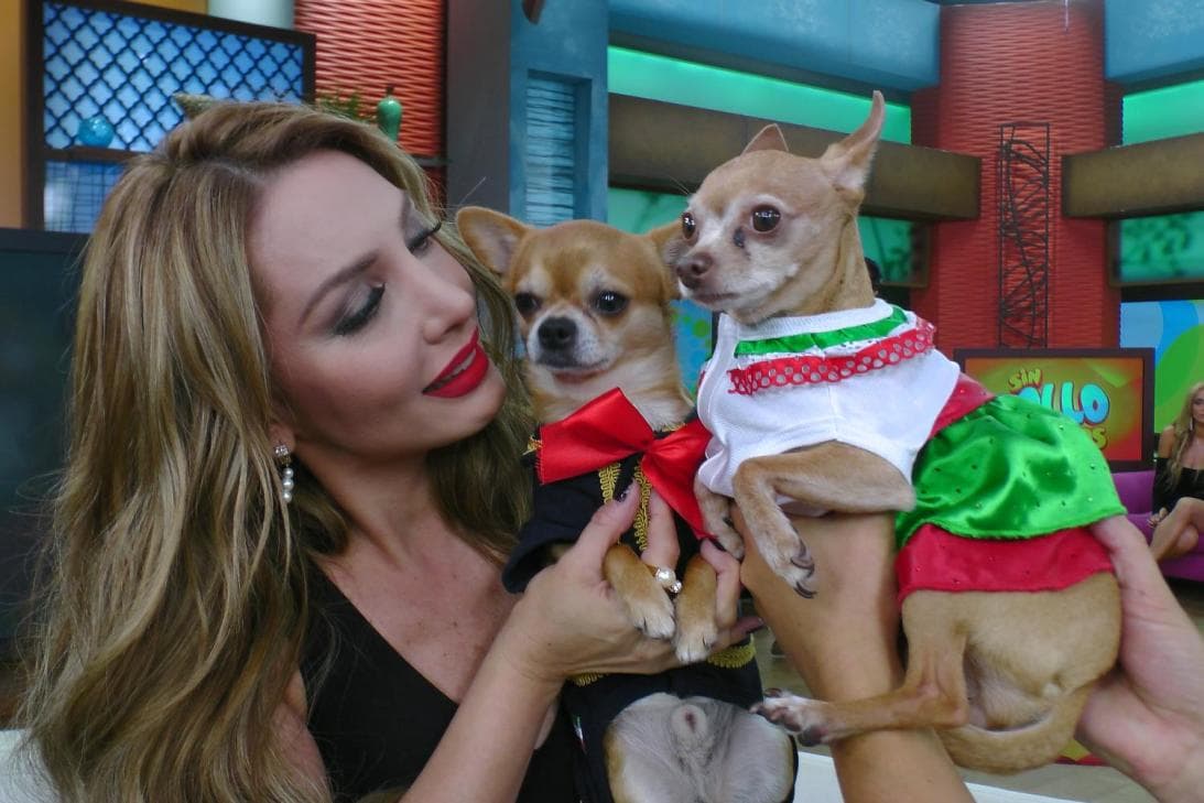 Honey también tenía sus enamorados, como Bruno, el perrito de Paty Navidad.