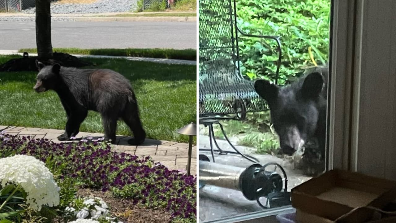 Reportaron el avistamiento de un joven oso negro en Arlington
