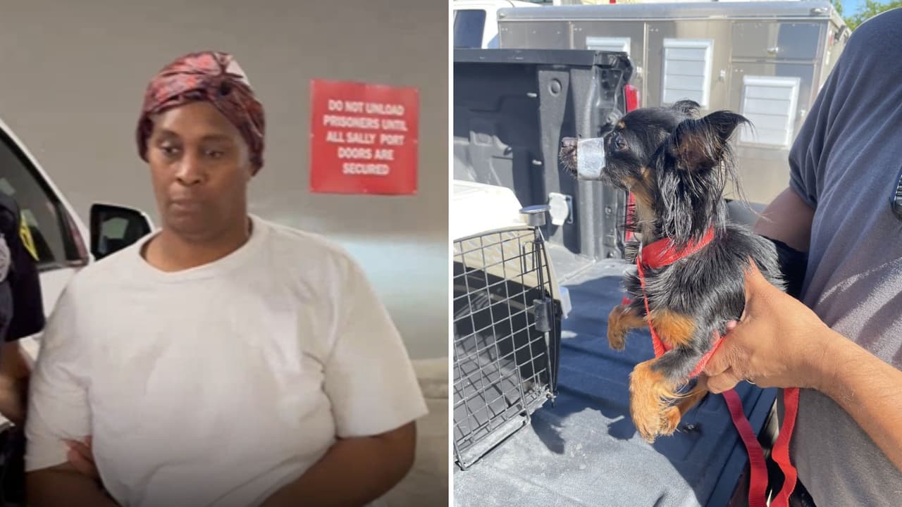 Rescatan a un perro con el hocico envuelto en cinta adhesiva; una mujer fue arrestada en SA