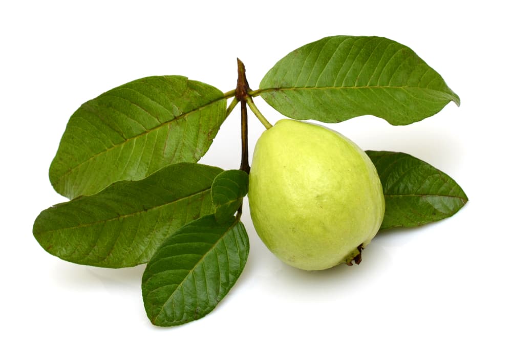 Comencemos con esos beneficios para nuestro organismo: beber té de hojas de guayaba se dice que no convierte los hidratos de carbono complejos en azúcar que, si no se queman, es lo que nos da la sensación de tener hambre y querer comer más.