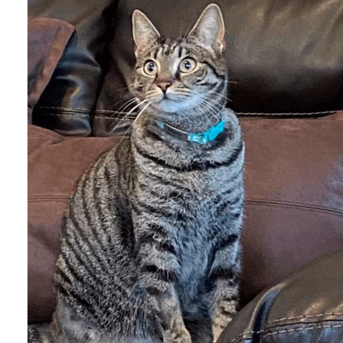 La hermosa gata Maia perdió una de sus patas traseras en 2021 cuando se quedó atrapada en la cerca de un vecino, pero afortunadamente ya está recuperada.