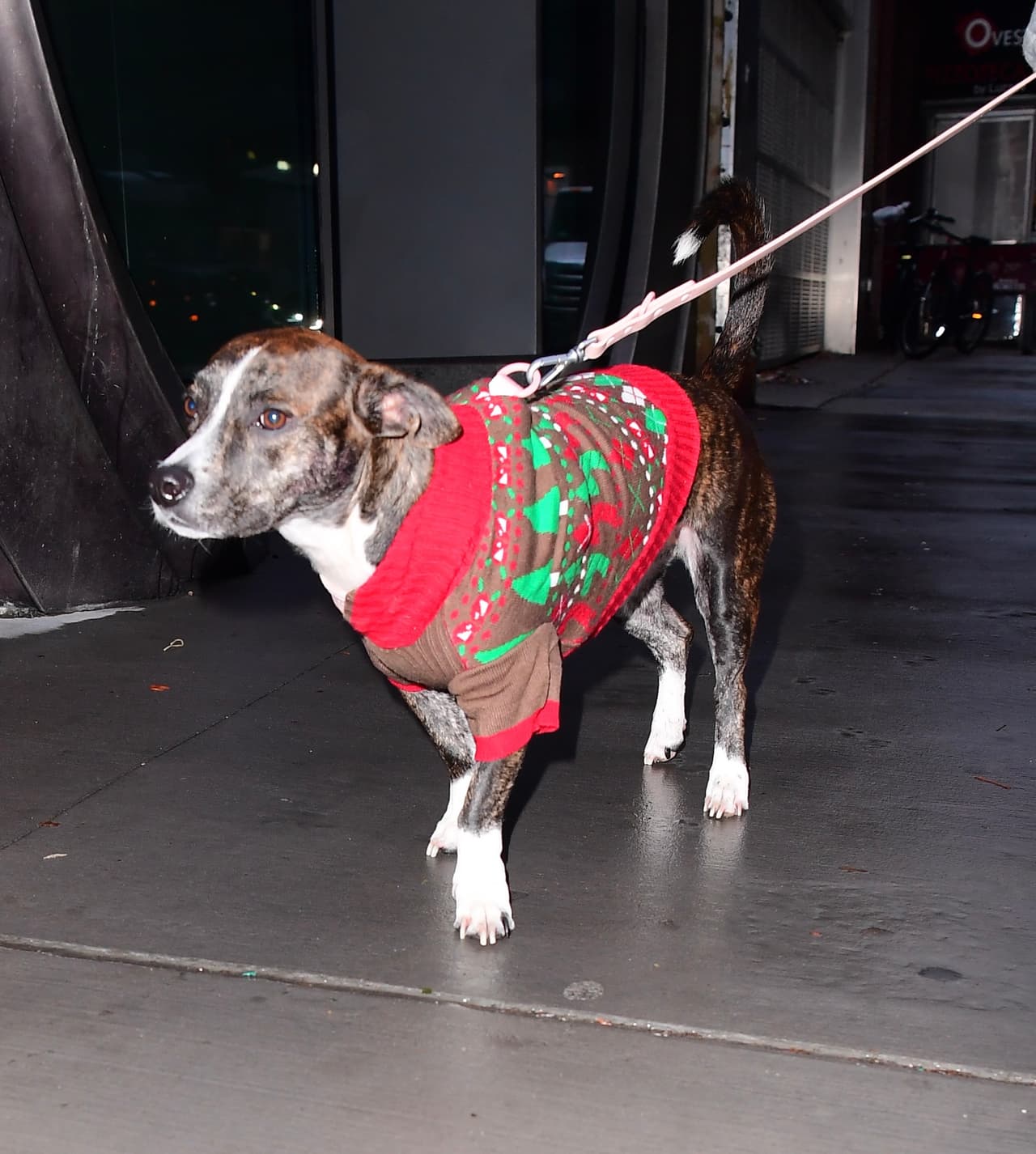 Sin embargo, tras la muerte de Miller en septiembre de 2018, la cantante de 26 años de edad se quedó a cargo del animal.