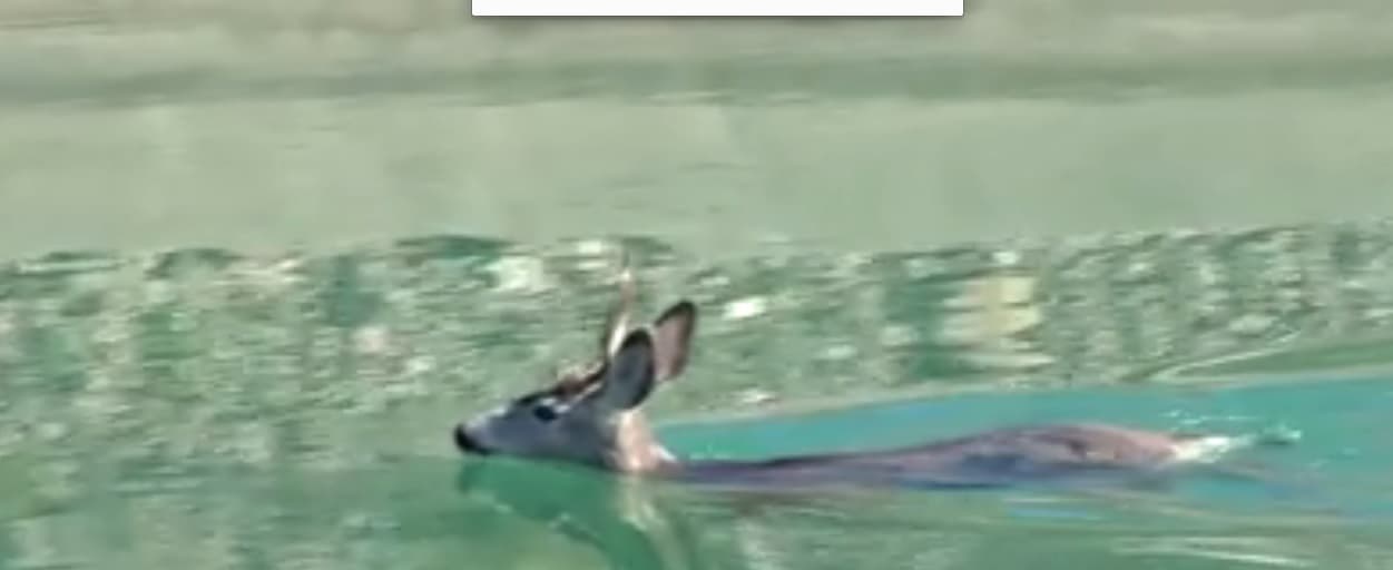 ¡Vaqueros arizonenses al rescate! 