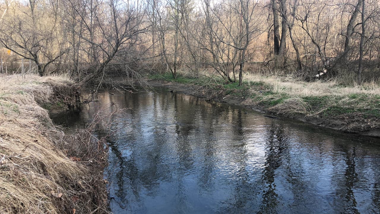 Las ranas son animales de sangre fría y carecen de aislamiento para mantener su cuerpo caliente. Esto significa que su temperatura corporal sube y baja con respecto a la temperatura ambiente. Entonces, ¿cómo sobreviven a los duros meses de invierno? Sencillo, hibernan.