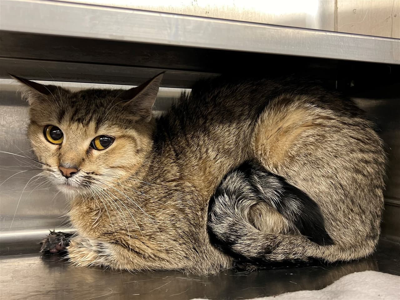 Boboa tiene solo 11 meses y espera conseguir casa pronto.