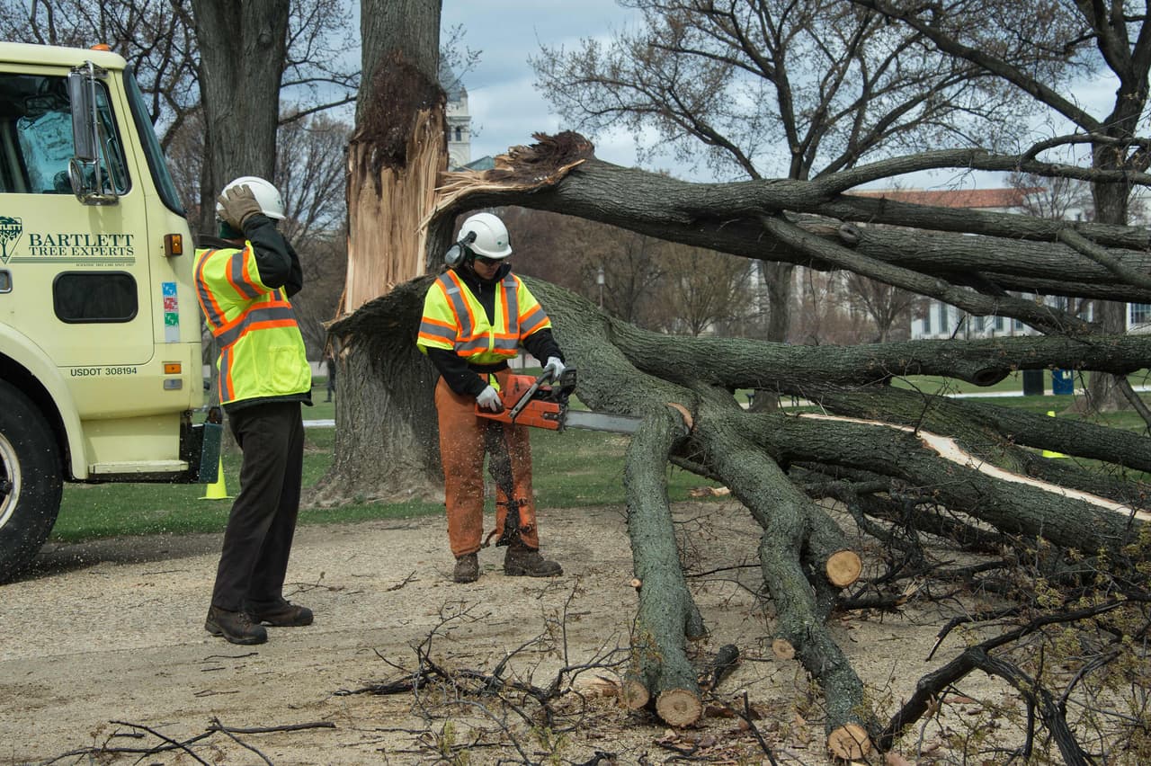 Trabajadores intentan retirar un árbol caído en el National Mall de Washington DC.