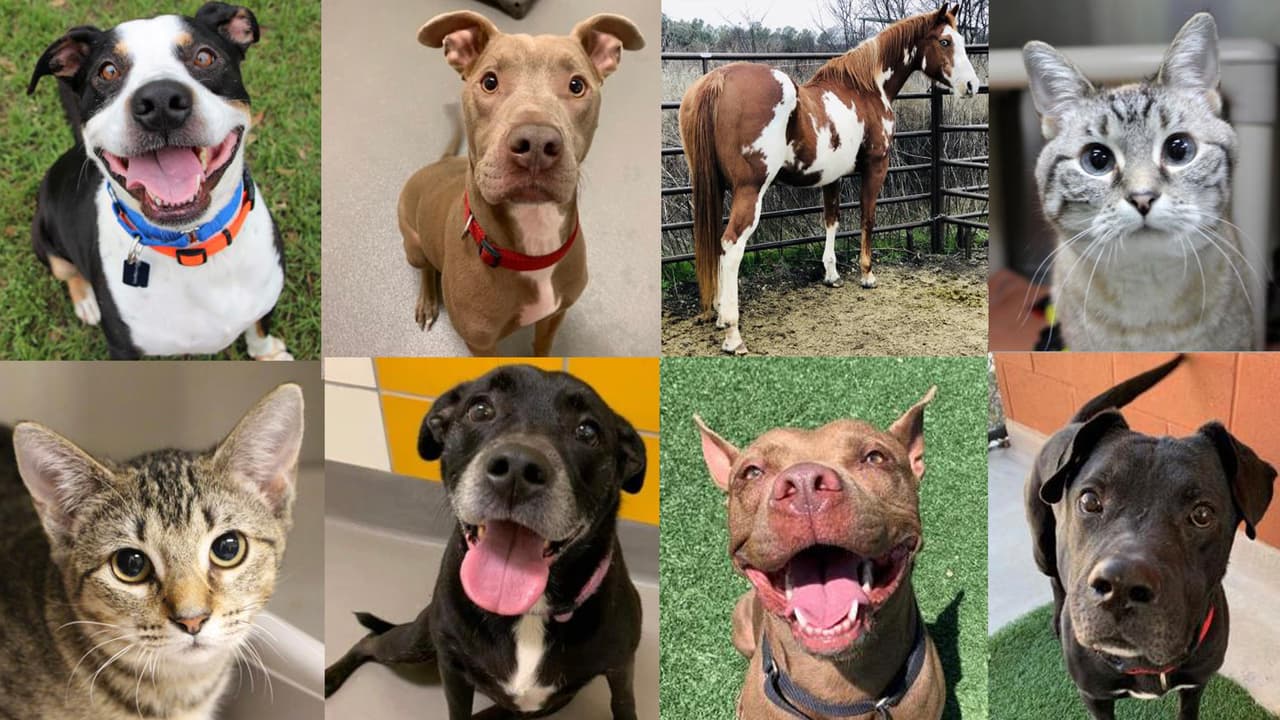 Debido al coronavirus, las adopciones solo se realizan con cita previa llamando al 214-742-7722 o enviando un email a 
<a href="mailto:spca@spca.org"><b>spca@spca.org</b></a>. Si necesitas más información puedes consultarla dando 
<a href="https://spcafindapet.com/index.php" target="_blank"><b>click aquí. </b></a>