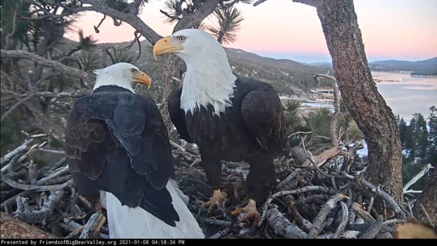 El 9 de enero, Jackie puso un segundo huevo, y las cámaras captaron el momento en el cual reveló la noticia a Shadow.