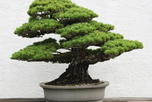 Las plantas de hoja perenne, como el pino y la azalea, son buenas alternativas para tu jardín.