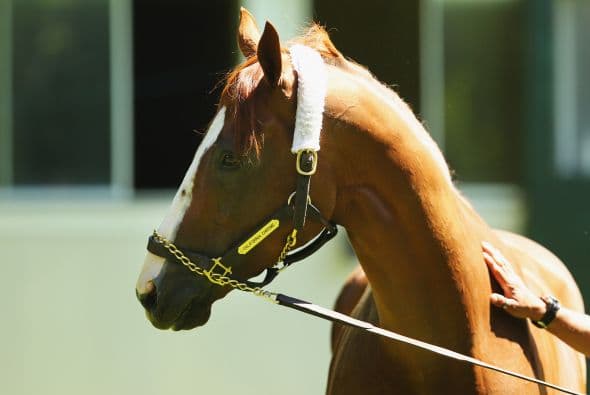 El potro castaño, patialbo tiene una personalidad e inteligencia especial, dice su co-propietario Steve Coburn. "Tiene una mente maravillosa".