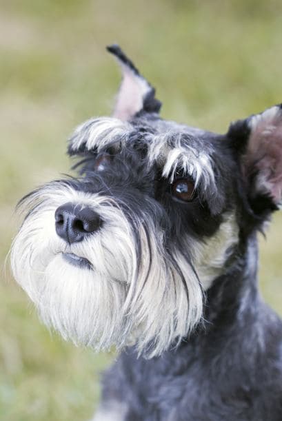 Podrían sufrir pancreatitis debido a un alto nivel de grasa en sus venas, pero puede tratarse con una dieta especial, señala el sitio antes mencionado.