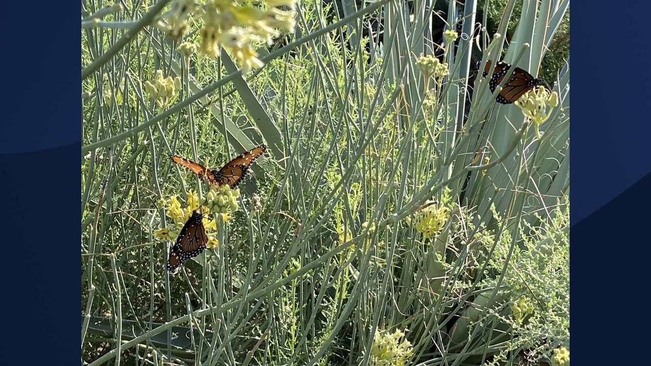 De acuerdo con el Departamento de Parques y Recreación de Marana, el mejor momento para alcanzar a ver estas mariposas es
<b>en la mañana o en las primeras horas de la tarde. </b>
<br>