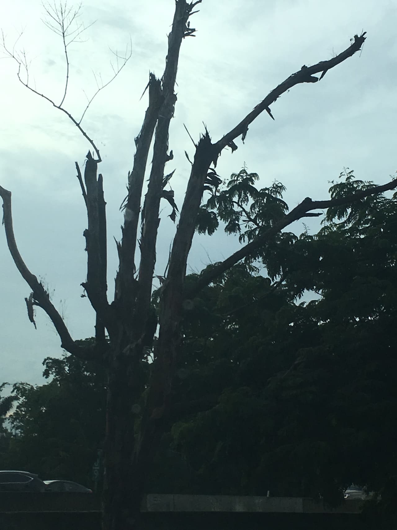 Los que han visitado Puerto Rico conocen de sus frondosos árboles. Aunque hay muestras de mejoría, definitivamente no es igual a cómo se veía antes del huracán