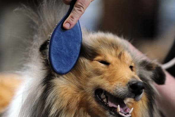 Si no se consideran estos aspectos, irremediablemente tendremos una mascota con problemas de ansiedad. Un perro grande no es recomendable para un departamento a menos que el dueño lo saque constantemente a pasear.