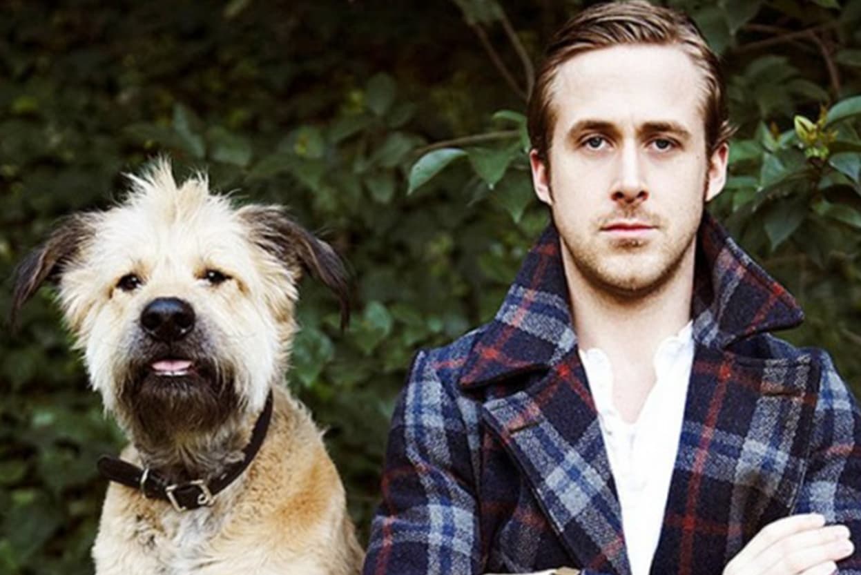 <b>Ryan Gosling </b>tiene un perro mestizo que adoptó de la calle, hasta la fecha siguen juntos.