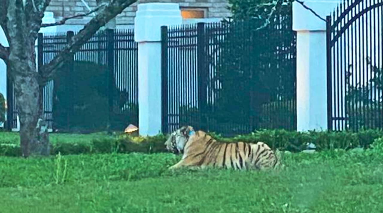 El domingo 9 de mayo, vecinos del área de Memorial al oeste de Houston,
<a href="https://www.univision.com/local/houston-kxln/buscan-hombre-que-se-llevo-tigre-suelto-en-houston">captaron en video como un tigre de bengala se paseaba</a> y descansaba en el jardín de una casa.