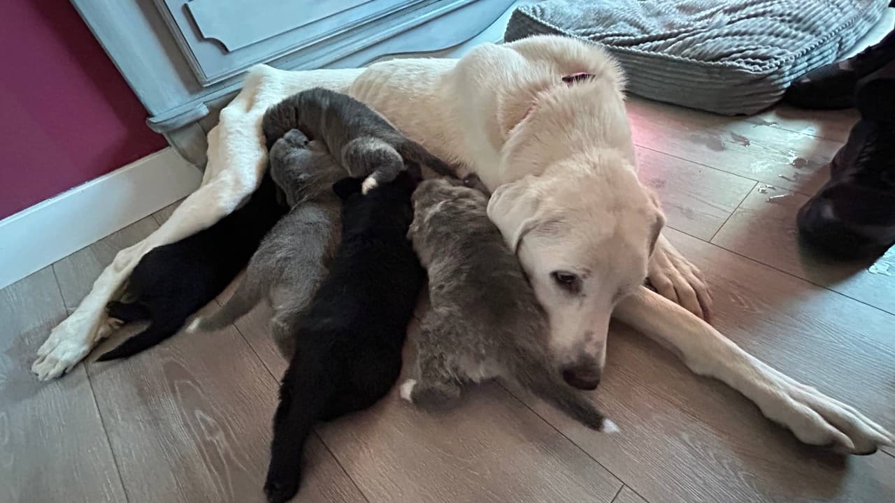 Lo acusan de arrojar cachorros por la ventana de su auto a toda velocidad: A la mamá la abandonó en la carretera
