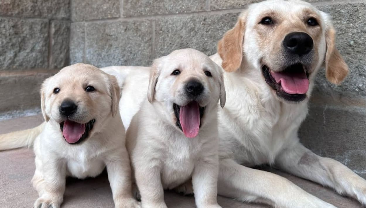Perro guía cachorro con su mamá