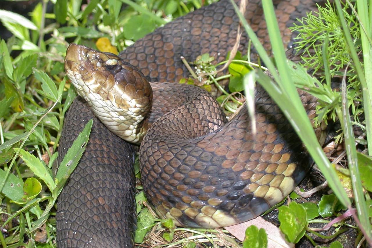 Cottonmouth
