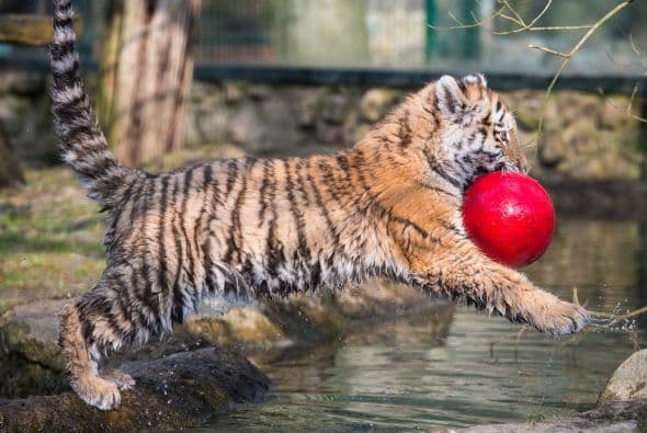 Este bebé tigre llamado Dragan disfruta jugando con su pelota sobre el agua, en el zoológico de Eberswalde en Brandeburgo, Alemania.