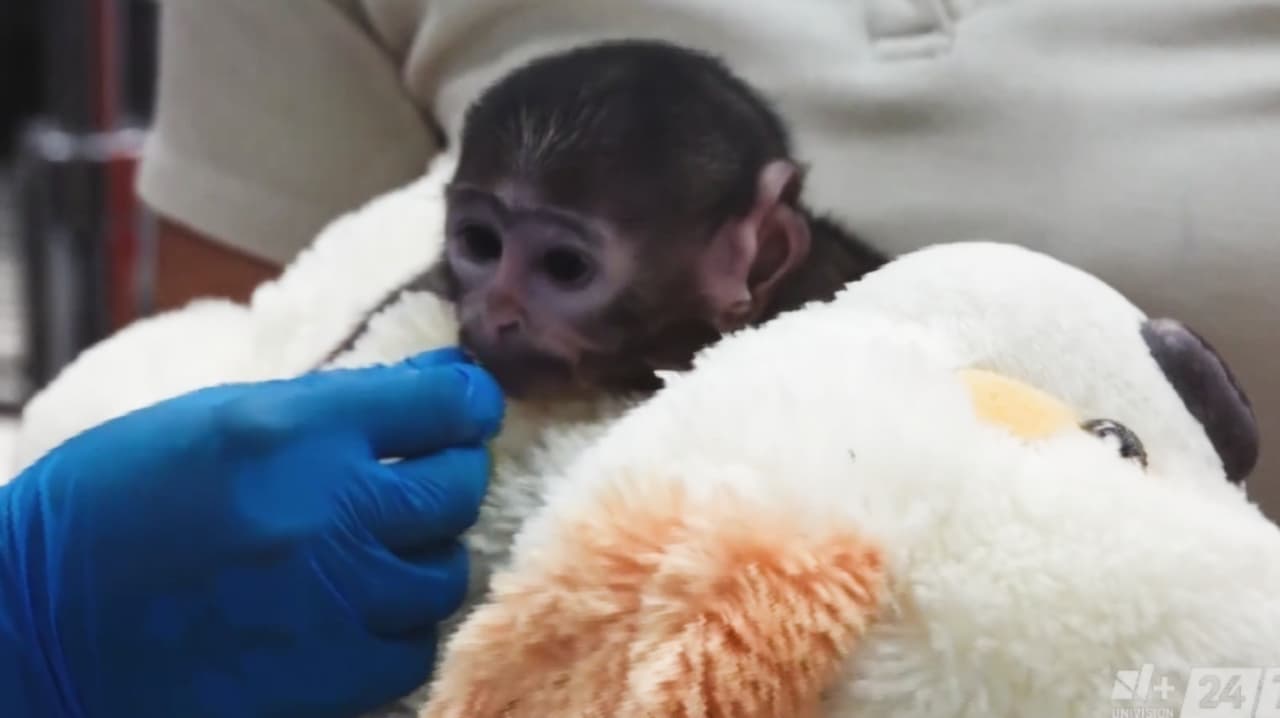 La historia se repite: al igual que el mono Punch, Yuji fue rechazado por su madre, esta vez en un zoológico de México