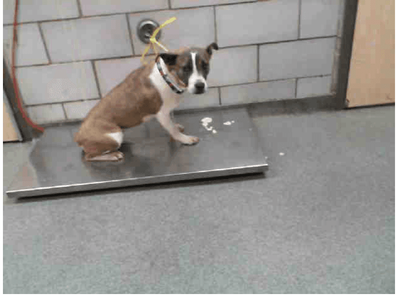 Stella, una mezcla de Pit Bull Terrier hembra marrón, blanca y esterilizada.
<br>Ella tiene alrededor de 1 año de edad. Stella ha estado en el refugio desde el 10 de mayo de 2019.
<br>