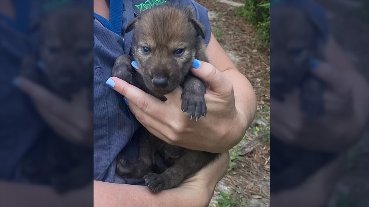 Nacen cuatro cachorros de lobo rojo en zoológico de Tampa