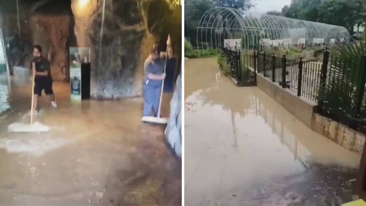 El Zoológico de San Antonio pide ayuda luego de las inundaciones en la ciudad