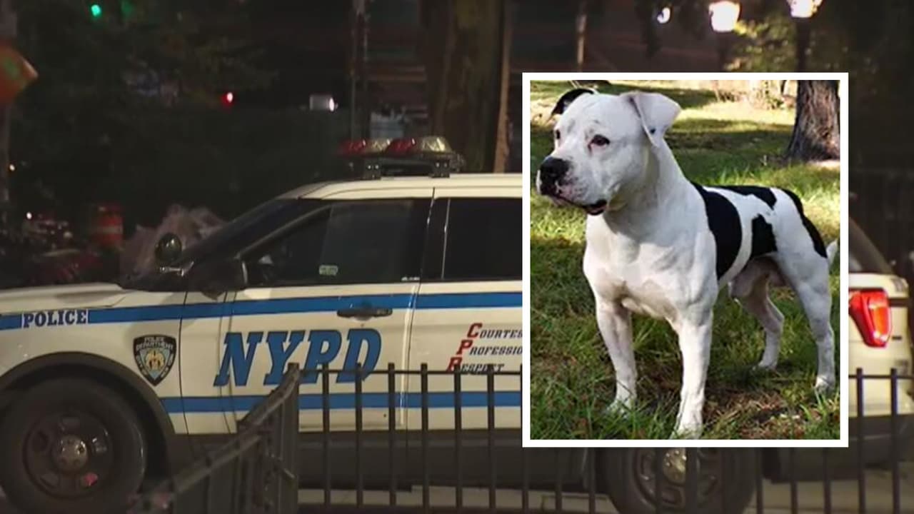 Niño de origen hispano es mordido por un perro en la cara; tendrá que ser operado