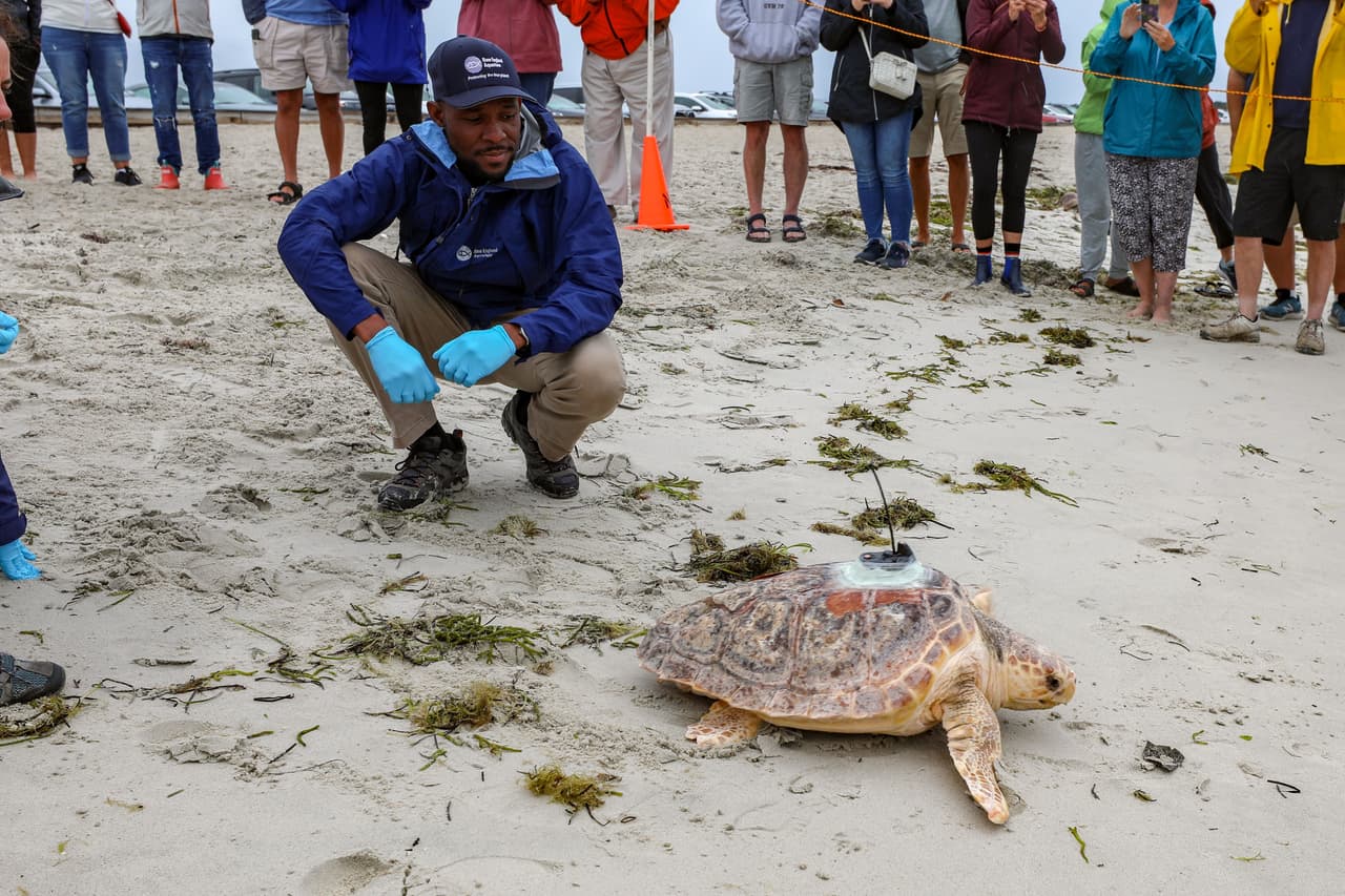 Tortugas rescatadas heridas regresan al mar tras ser rehabilitadas