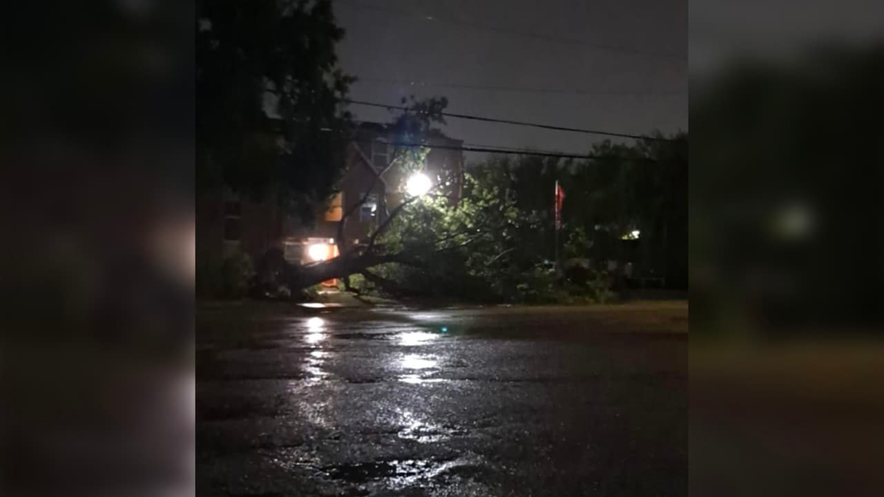 Otro árbol derribado por las ráfagas intensas de viento nos envió Materesa Saldierna.