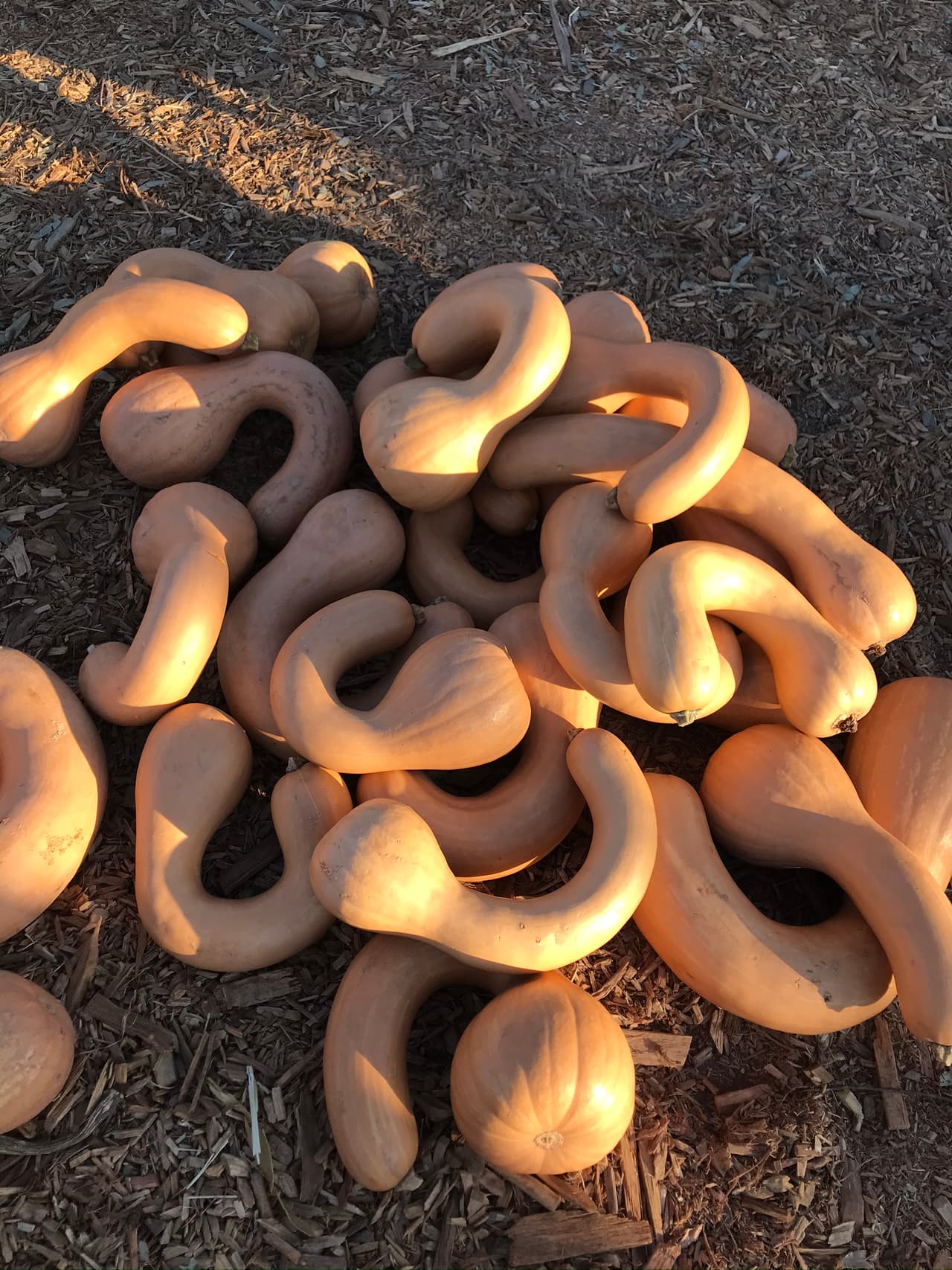 La calabaza moscada, a veces conocida en paises como Australia y Nueva Zelanda como calabaza gramma, es un tipo de calabaza de invierno que se da en el invierno.