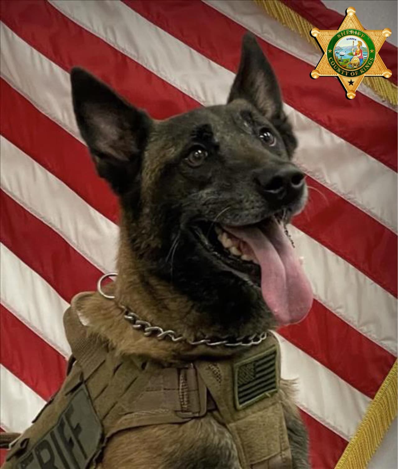 Oficial canino "K-9 Dash"