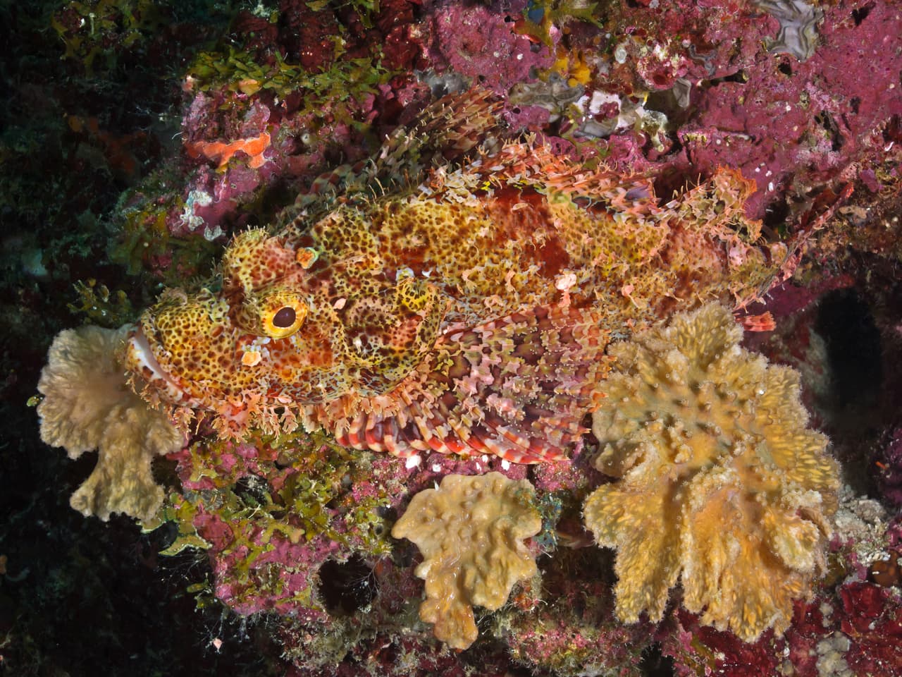 El pez escorpión de cabeza plana es un maestro de las emboscadas. Con sus coloración similar a los corales y aletas con forma de las ramificaciones de los mismo, y su mandíbula con borlas que los hace ver como 'barbudos'. Se posa inmóvil a esperar que la presa ideal le pase por delante para atraparla de un mordizco repentino en el momento preciso.