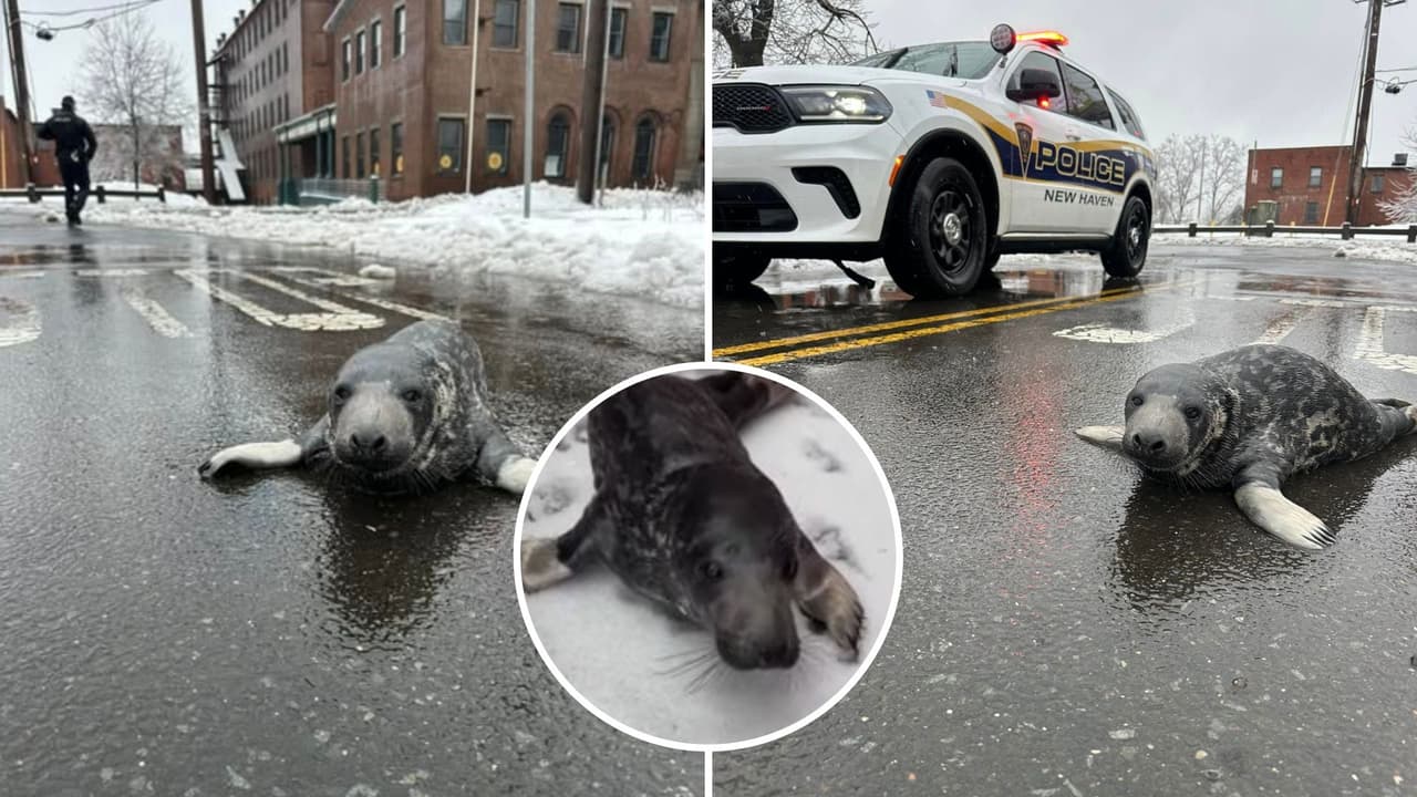 Una foca gris bebé sorprende a residentes al deambular por las calles de Connecticut