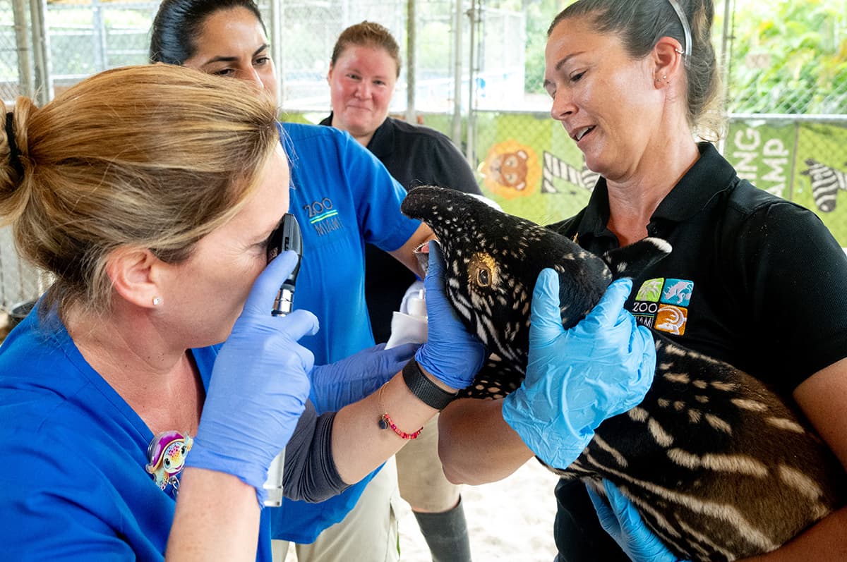 Los veterinarios del Zoo de Miami afirman que el ejemplar nació sano y se desarrolla normalmente.