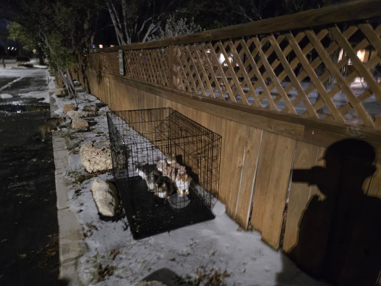 Tras recibir una llamada el 911, policías de Austin acudieron a rescatar a ocho gatitos que estaban abandonados en plena banqueta congelada y sin protección ante el intenso frío.
<br>
<br>Los hechos ocurrieron la noche del lunes 26 de enero en Great Northern Boulevard.